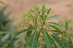 Utleria salicifolia
